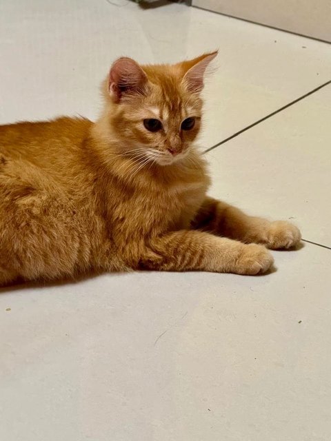 Adopted Tq, Tutu - Domestic Medium Hair Cat