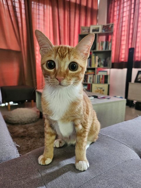 Cherry😻🍒 - Domestic Short Hair Cat