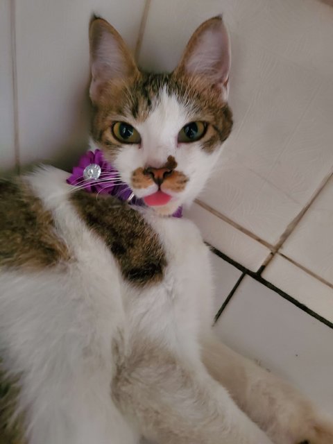 Mimi - Domestic Short Hair Cat