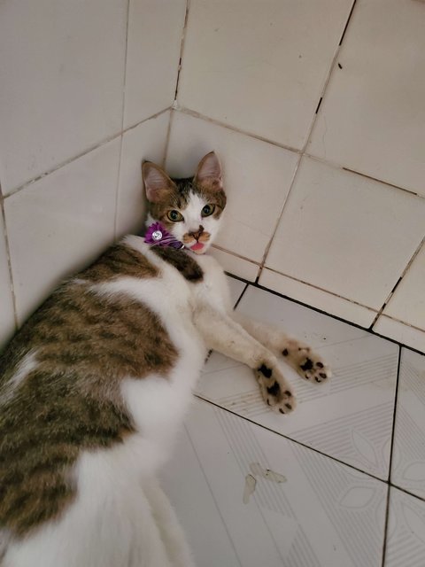 Mimi - Domestic Short Hair Cat