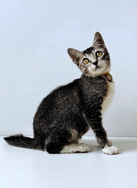 Phoenix: Playful &amp; Affectionate - Domestic Short Hair + Tabby Cat