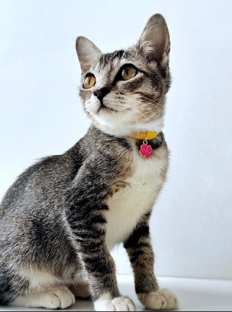 Phoenix: Playful &amp; Affectionate - Domestic Short Hair + Tabby Cat