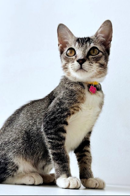 Phoenix: Playful &amp; Affectionate - Domestic Short Hair + Tabby Cat