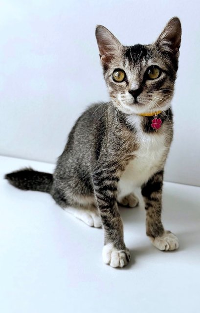 Phoenix: Playful &amp; Affectionate - Domestic Short Hair + Tabby Cat