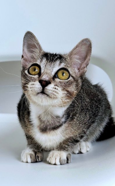 Phoenix: Playful &amp; Affectionate - Domestic Short Hair + Tabby Cat