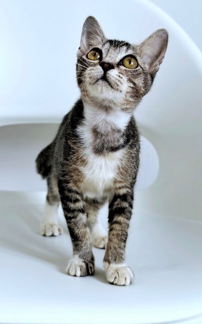 Phoenix: Playful &amp; Affectionate - Domestic Short Hair + Tabby Cat