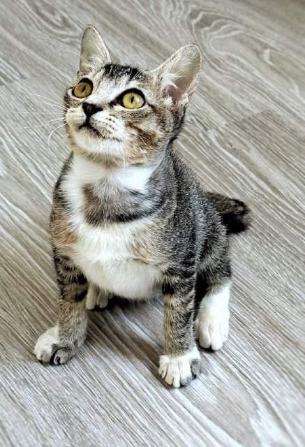 Phoenix: Playful &amp; Affectionate - Domestic Short Hair + Tabby Cat