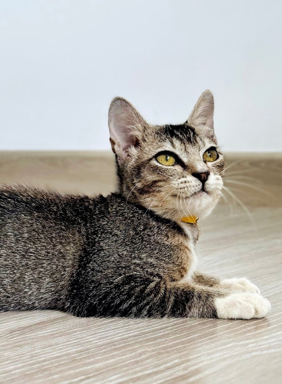 Phoenix: Playful &amp; Affectionate - Domestic Short Hair + Tabby Cat