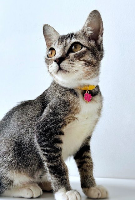 Phoenix: Playful &amp; Affectionate - Domestic Short Hair + Tabby Cat