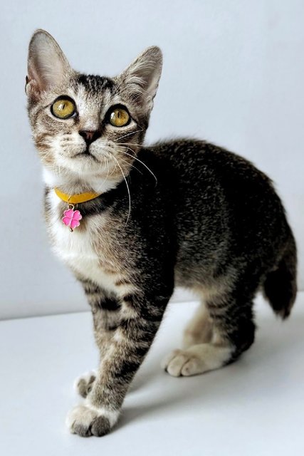 Phoenix: Playful &amp; Affectionate - Domestic Short Hair + Tabby Cat