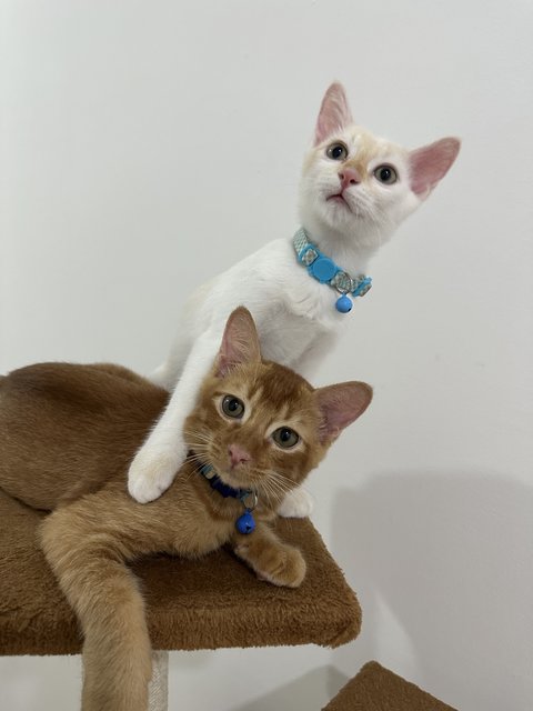 Nugget &amp; Rice - Domestic Short Hair Cat