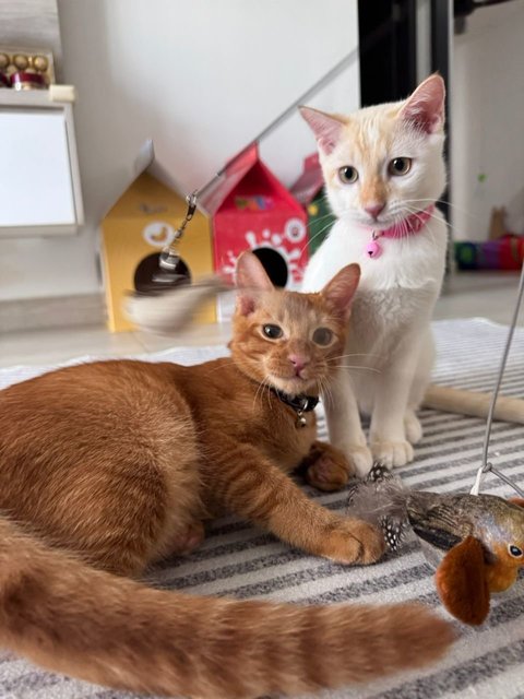 Nugget &amp; Rice - Domestic Short Hair Cat