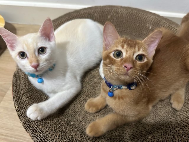 Nugget &amp; Rice - Domestic Short Hair Cat