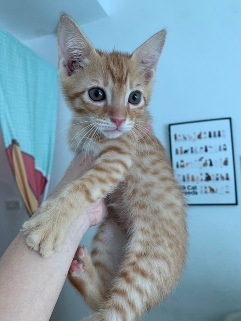 Odin The Playful Pack Leader! - Domestic Short Hair Cat