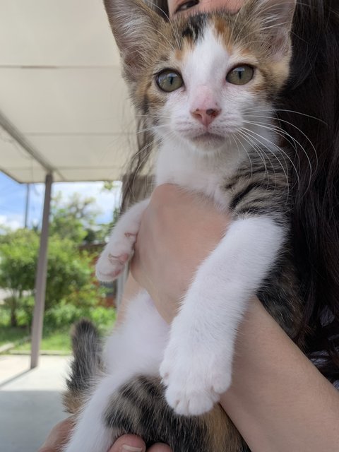 Riley: Social Butterfly Kitty - Calico Cat