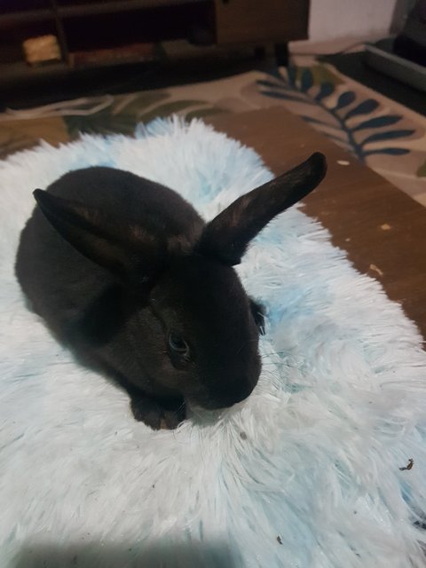 Andy - Mini Rex Rabbit