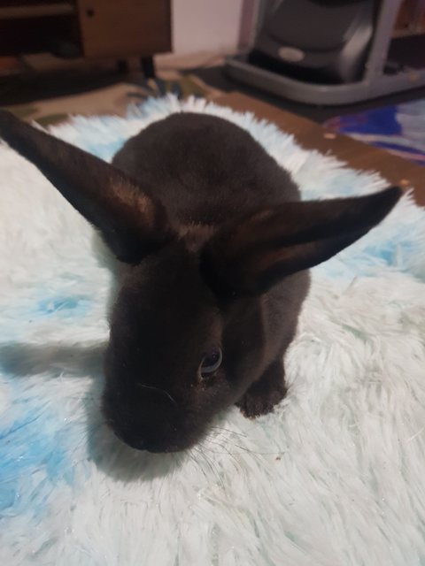 Andy - Mini Rex Rabbit