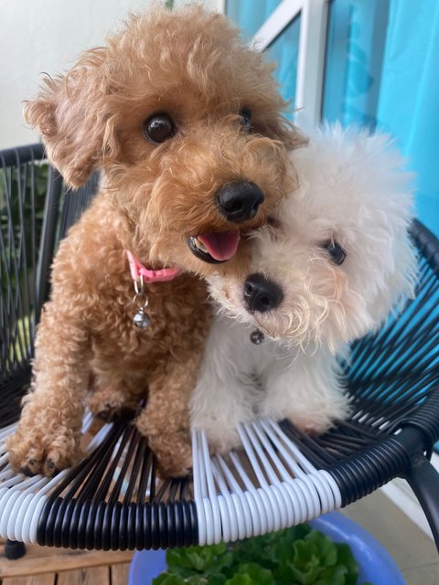 Mocha - Poodle Dog