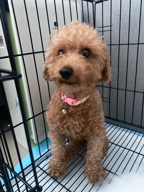 Mocha - Poodle Dog