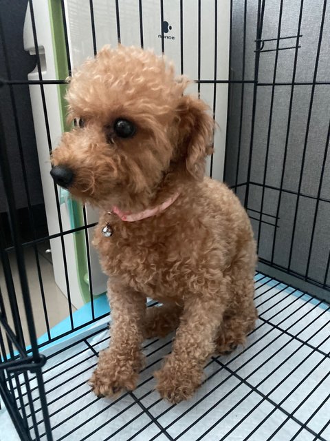 Mocha - Poodle Dog