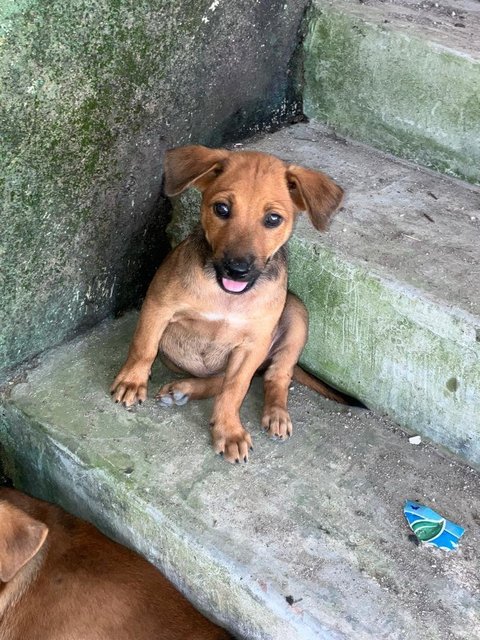 Sos Five Brown Beauties - Mixed Breed Dog