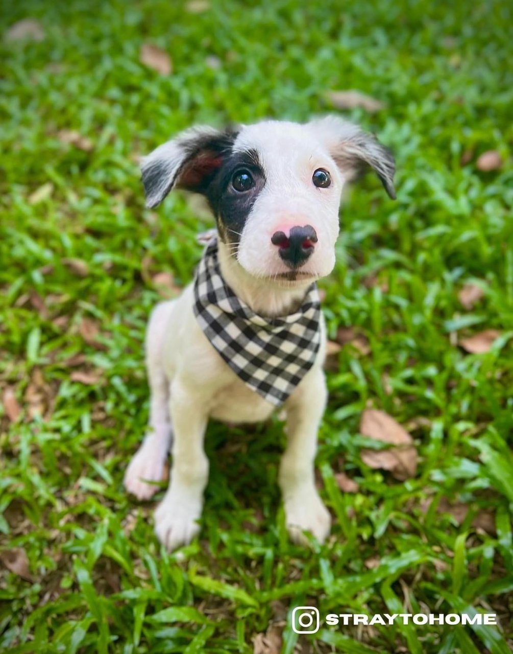 Toby - Mixed Breed Dog