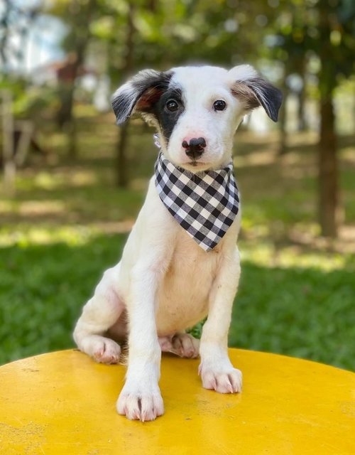 Toby - Mixed Breed Dog