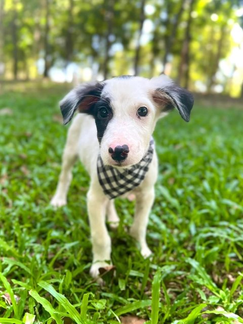 Toby - Mixed Breed Dog