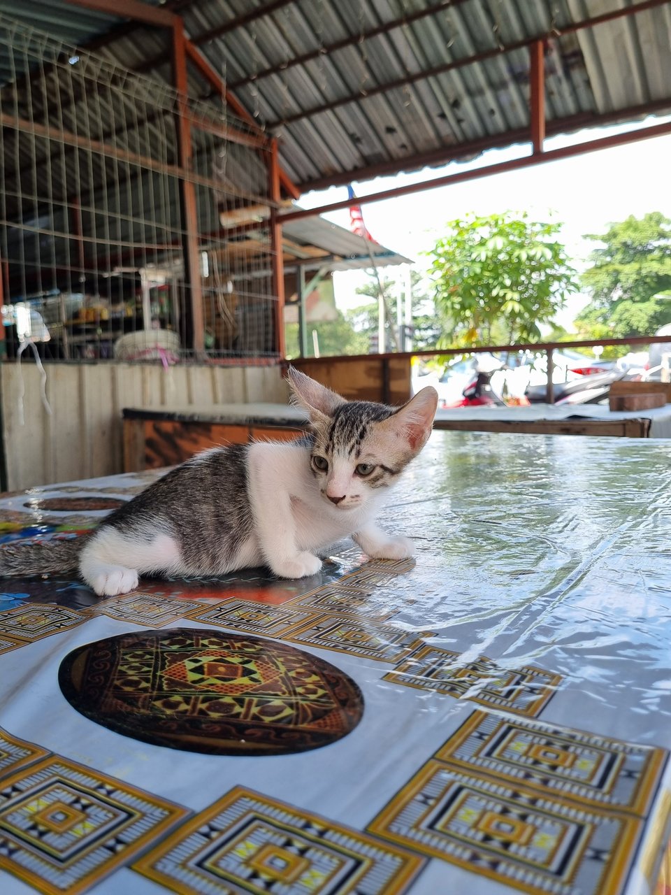 Oson - Domestic Short Hair Cat