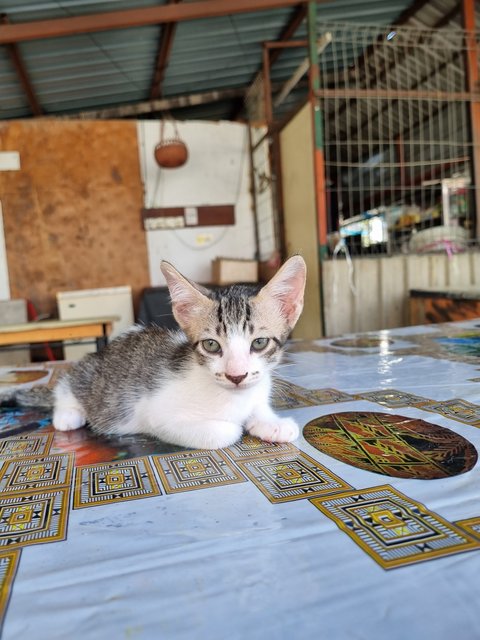 Oson - Domestic Short Hair Cat