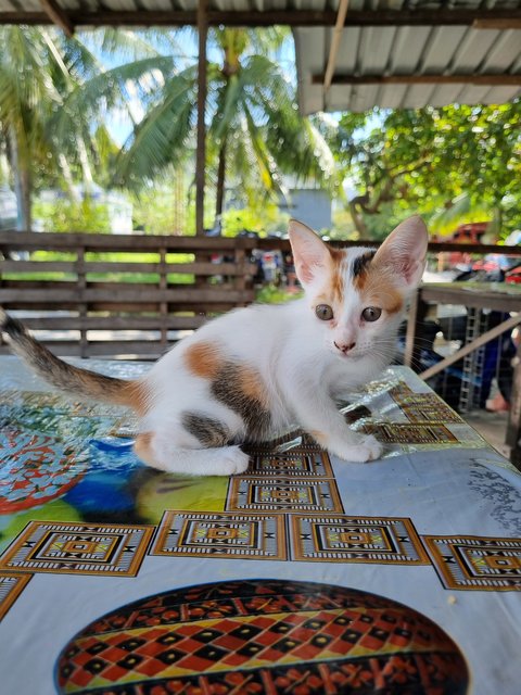 Feline  - Calico Cat