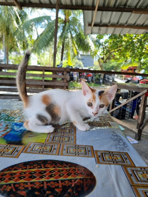 Feline  - Calico Cat