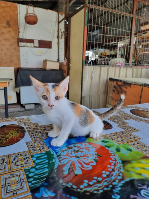 Feline  - Calico Cat