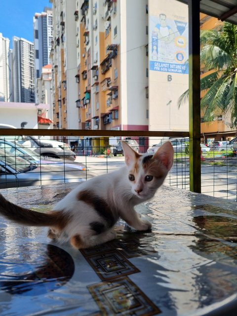 Feline  - Calico Cat