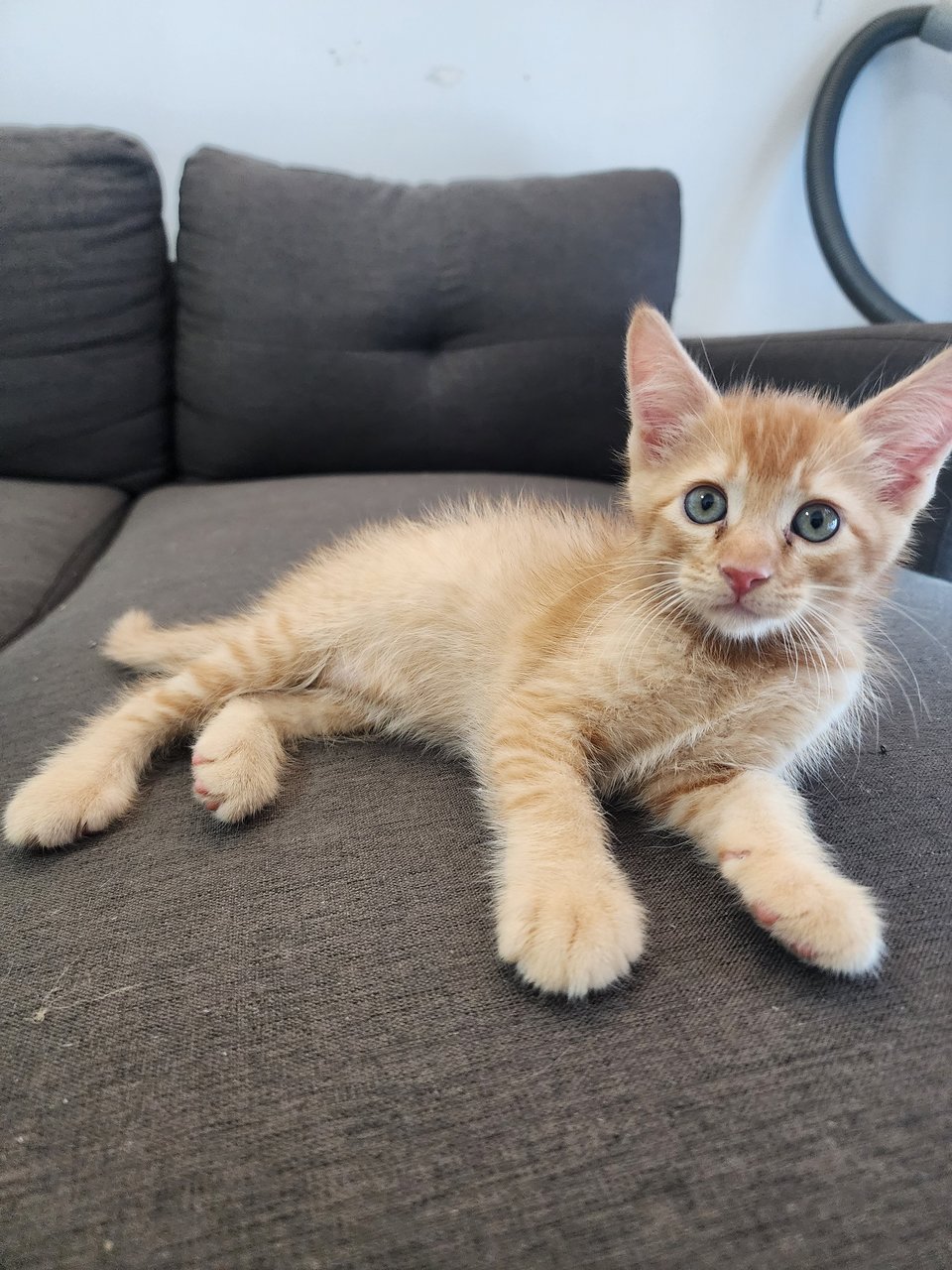 Oyen Maine Coon Mix Dsh - Maine Coon + Domestic Short Hair Cat