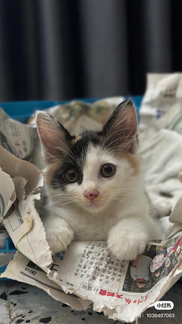 Pika - Calico Cat