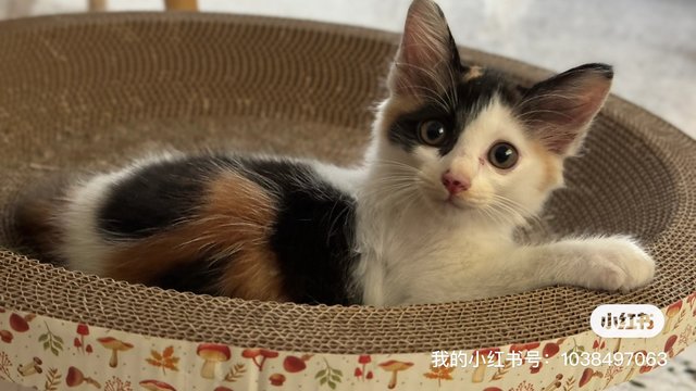 Pika - Calico Cat