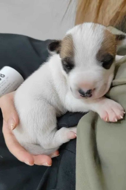 Ding Dong  - Jack Russell Terrier Mix Dog