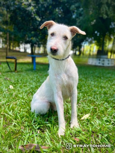 Griffin - Terrier Mix Dog