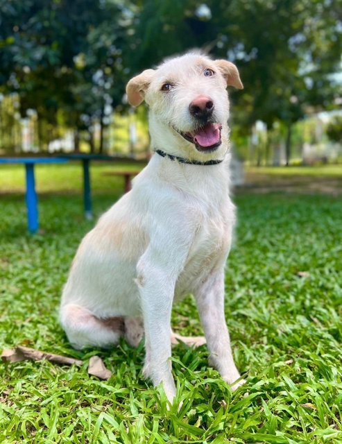 Griffin - Terrier Mix Dog