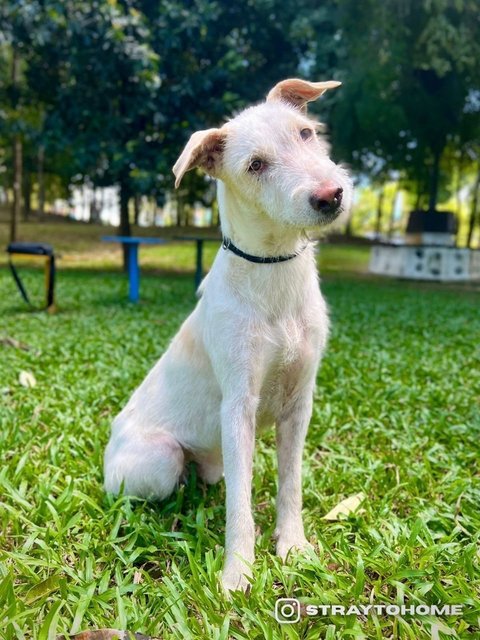 Griffin - Terrier Mix Dog