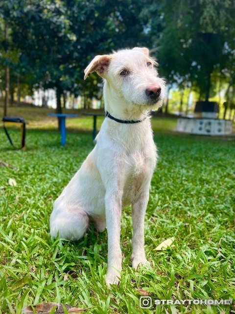 Griffin - Terrier Mix Dog