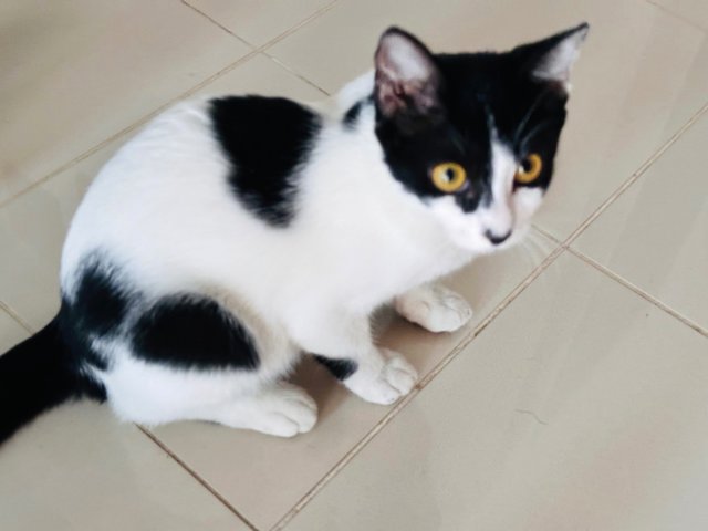 Kobe - Domestic Short Hair Cat