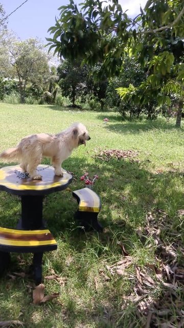 Lavey - Mixed Breed Dog