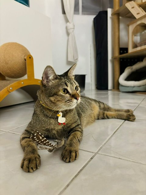 Waffles: Your Perfect 1st Cat - Domestic Short Hair + Tabby Cat