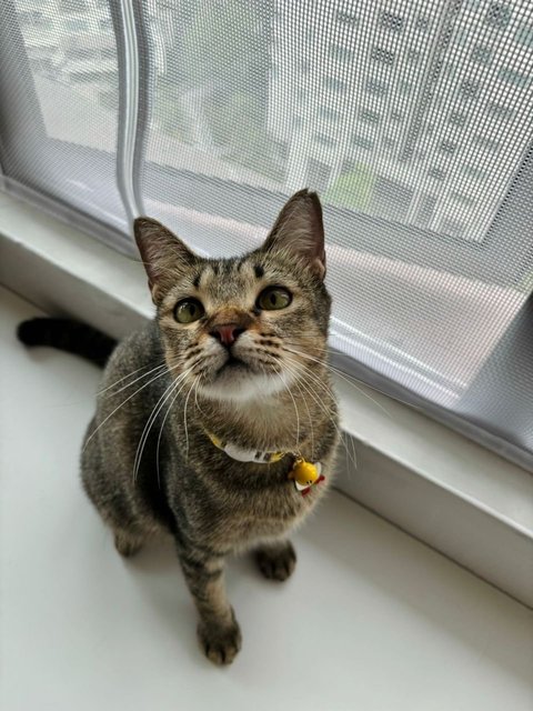 Waffles: Your Perfect 1st Cat - Domestic Short Hair + Tabby Cat