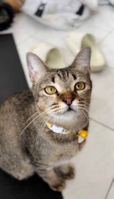 Waffles: Your Perfect 1st Cat - Domestic Short Hair + Tabby Cat