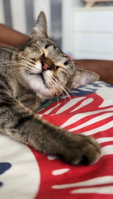 Waffles: Your Perfect 1st Cat - Domestic Short Hair + Tabby Cat