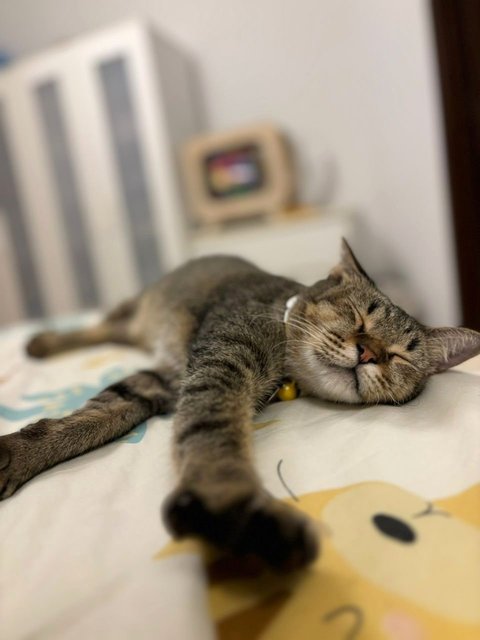 Waffles: Your Perfect 1st Cat - Domestic Short Hair + Tabby Cat