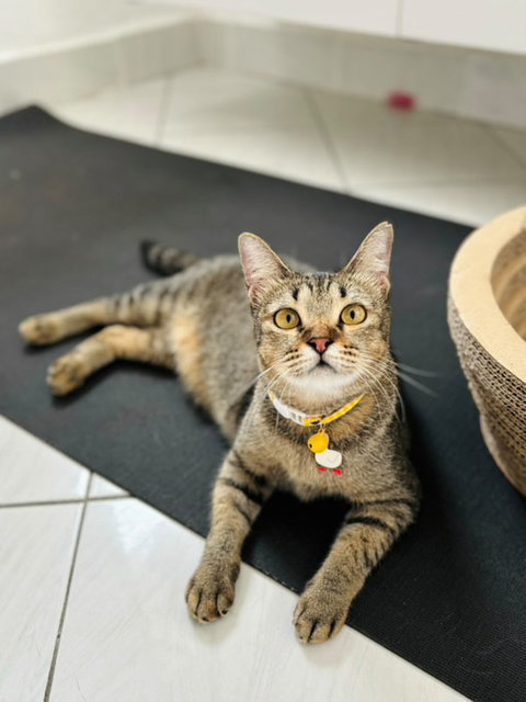 Waffles: Your Perfect 1st Cat - Domestic Short Hair + Tabby Cat